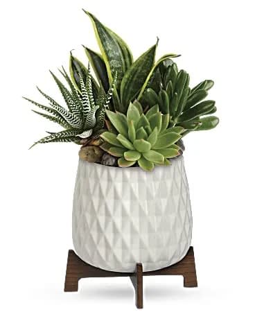 Teleflora's Modern Mood Succulent Garden - Happiness is sure to grow when this unique gift is delivered, featuring four low-maintenance plants in a mid-century ceramic planter with wooden base. This living gift features a variegated sansevieria plant, a large green echeveria succulent plant, a green haworthia zebra succulent plant, and a green sedum succulent plant. Delivered in a Mid Mod Geometric Planter. 