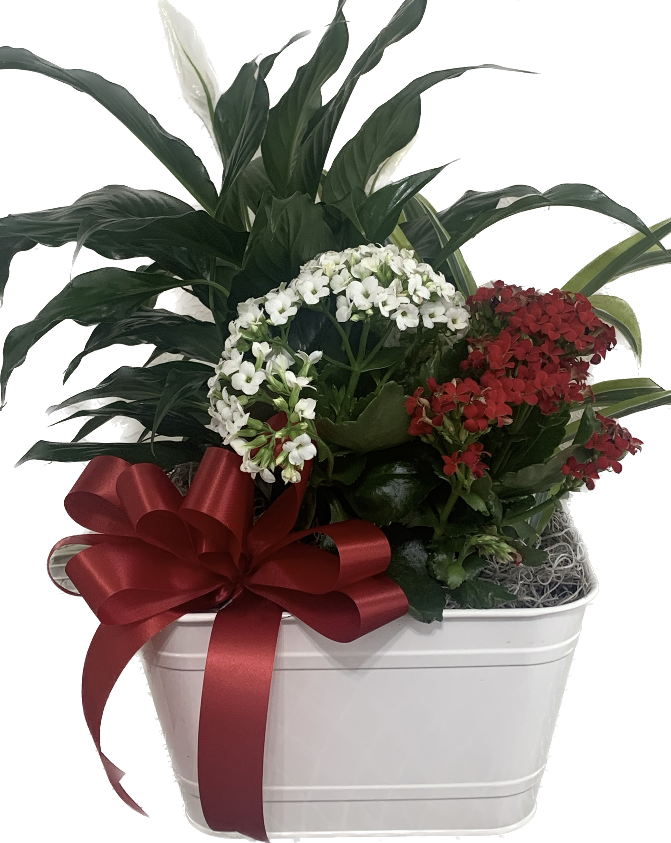 Large Potted plant with blooming flowers - Beautiful potted plant with blooming plants. Your loved ones can enjoy them now and in the future, The perfect way to celebrate your loved ones,