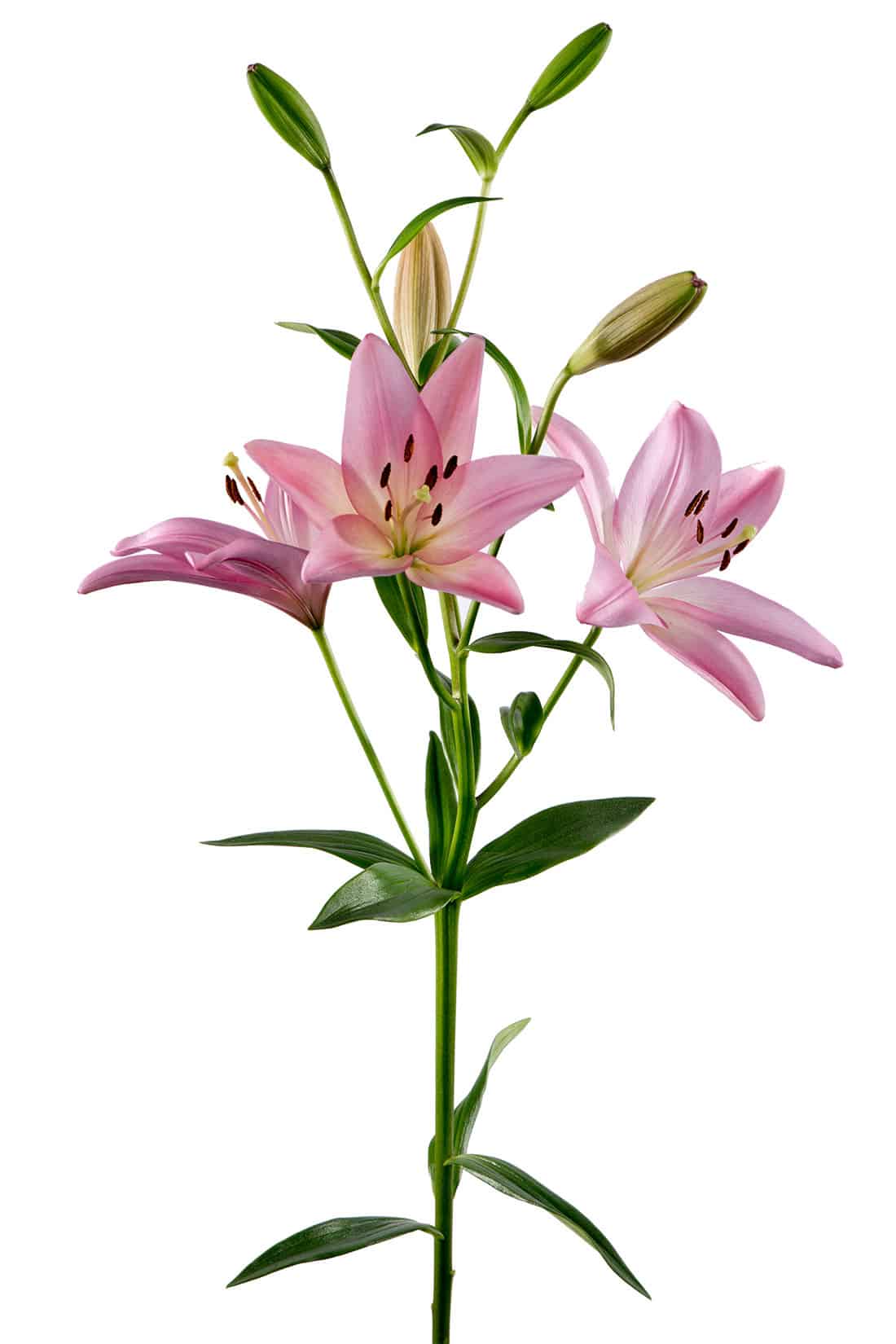 Pink lilies deals