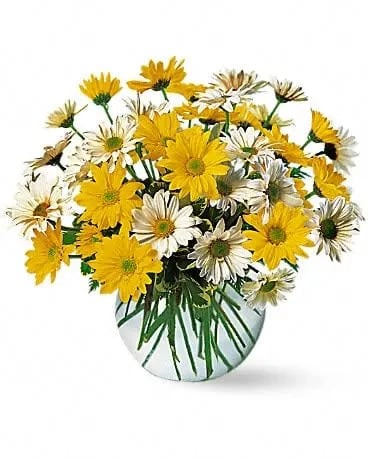Dashing Daisies - Send these bright and joyful daisies and that special someone's heart will skip a beat or two. White and yellow daisies, along with foliage, arrive in a clear glass bubble bowl. 