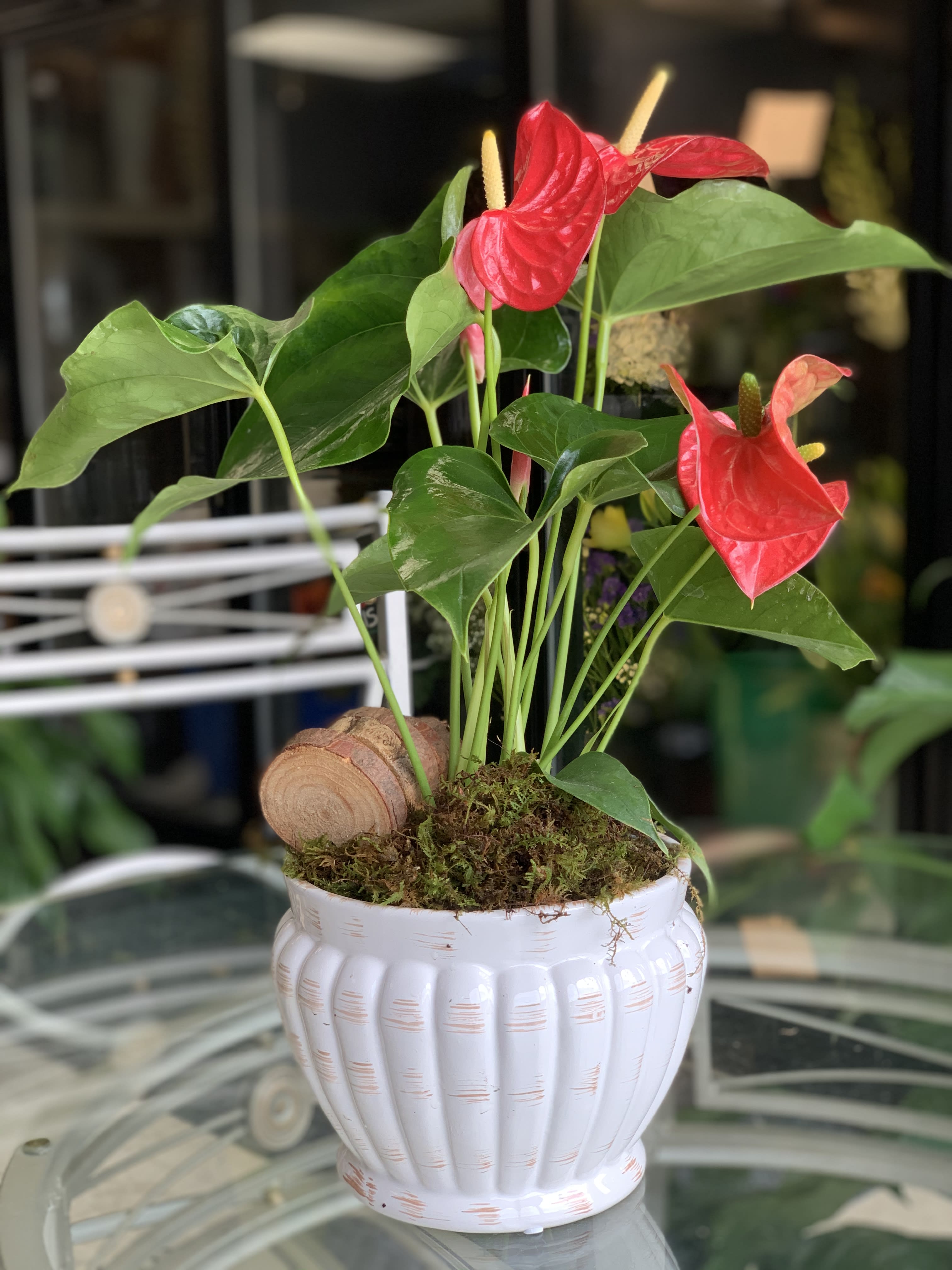 Anthurium Indoor Plant - In a keepsake white ceramic planter, these gorgeous plant is perfect for any occasion. It may come in red or pink.