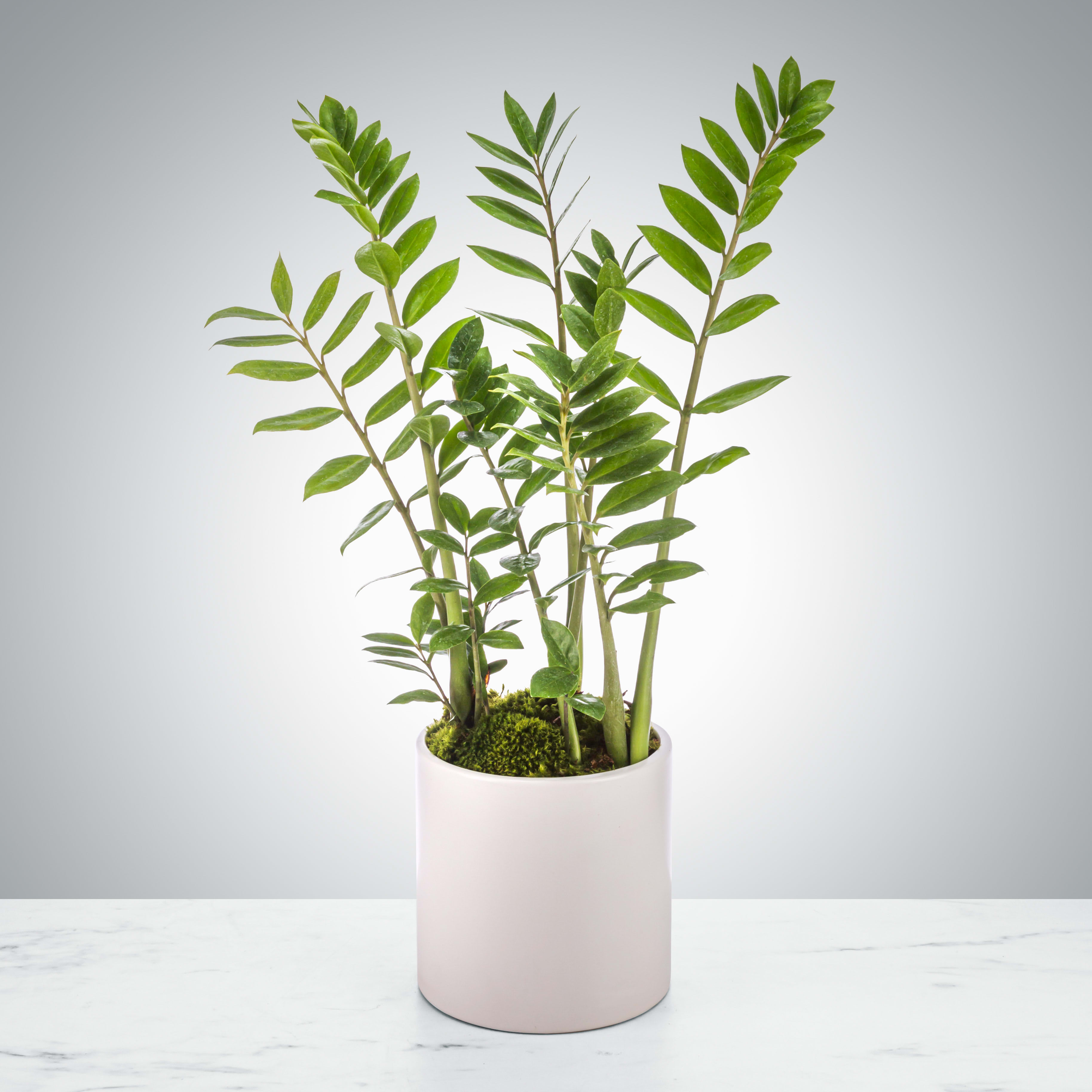 ZZ Plant by BloomNation™ - The ZZ plant is a great plant for somebody who can't keep plants alive! Also known as the zamioculcas zamiifolia, this plant likes indirect light and rare waterings. Leave it on a desk or table and sometimes remember to pour some water in the pot. The perfect housewarming or congratulations gift for your &quot;black thumb&quot; friends and family.