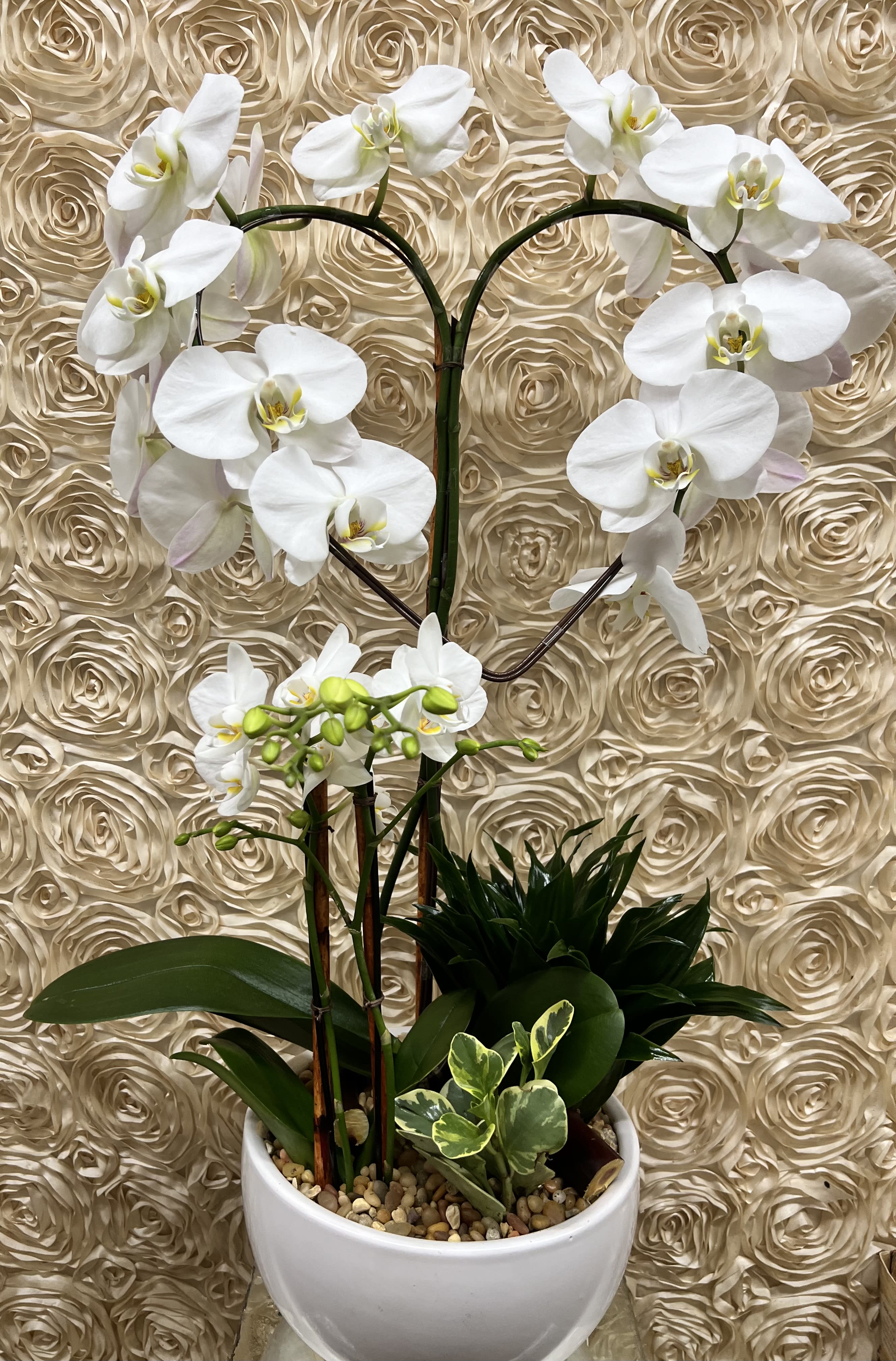 The Heart Orchid - Beautiful orchid plant shaped like a heart for that special someone!