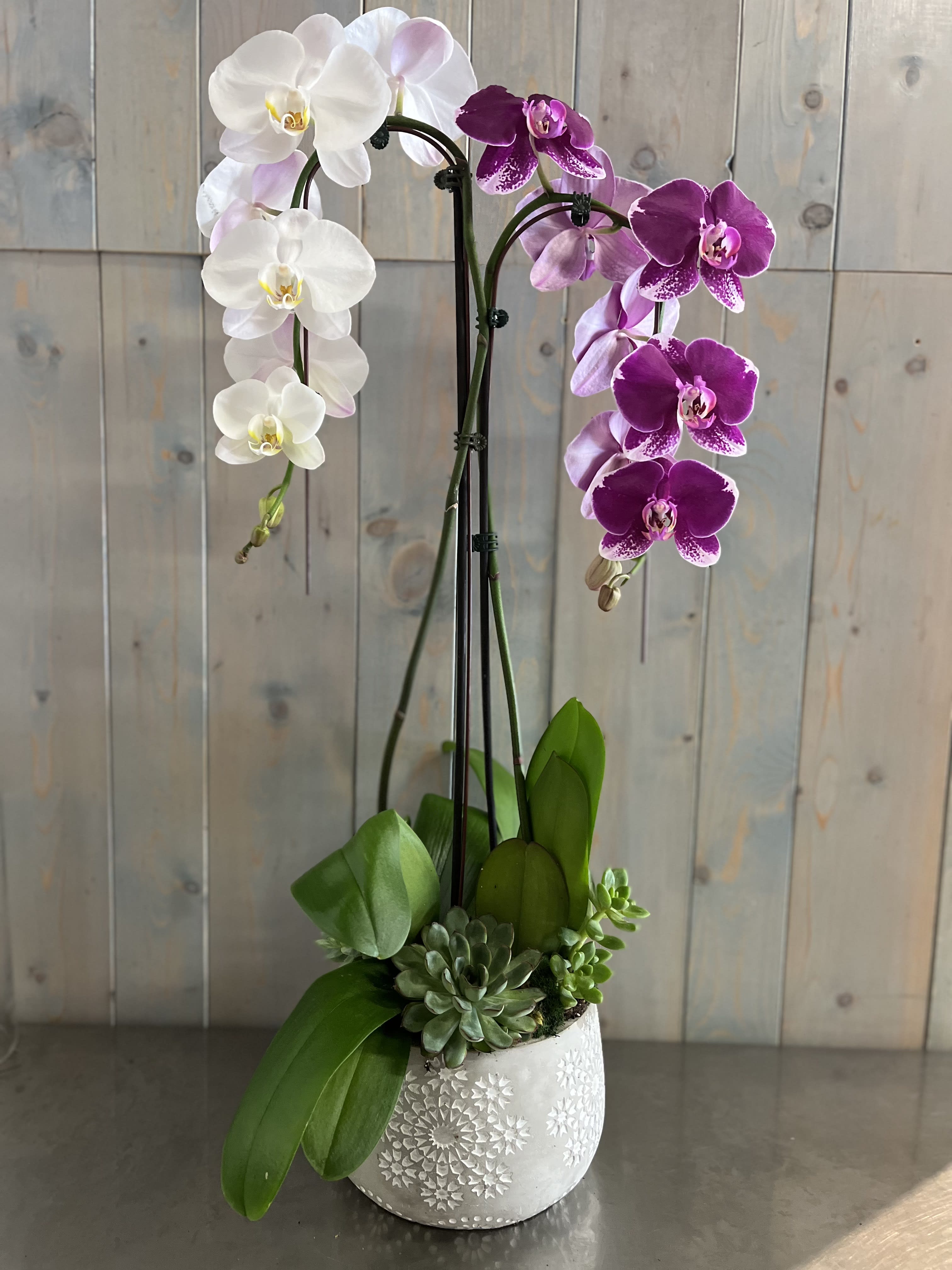 Pretty Orchid - Double orchid with succulents 