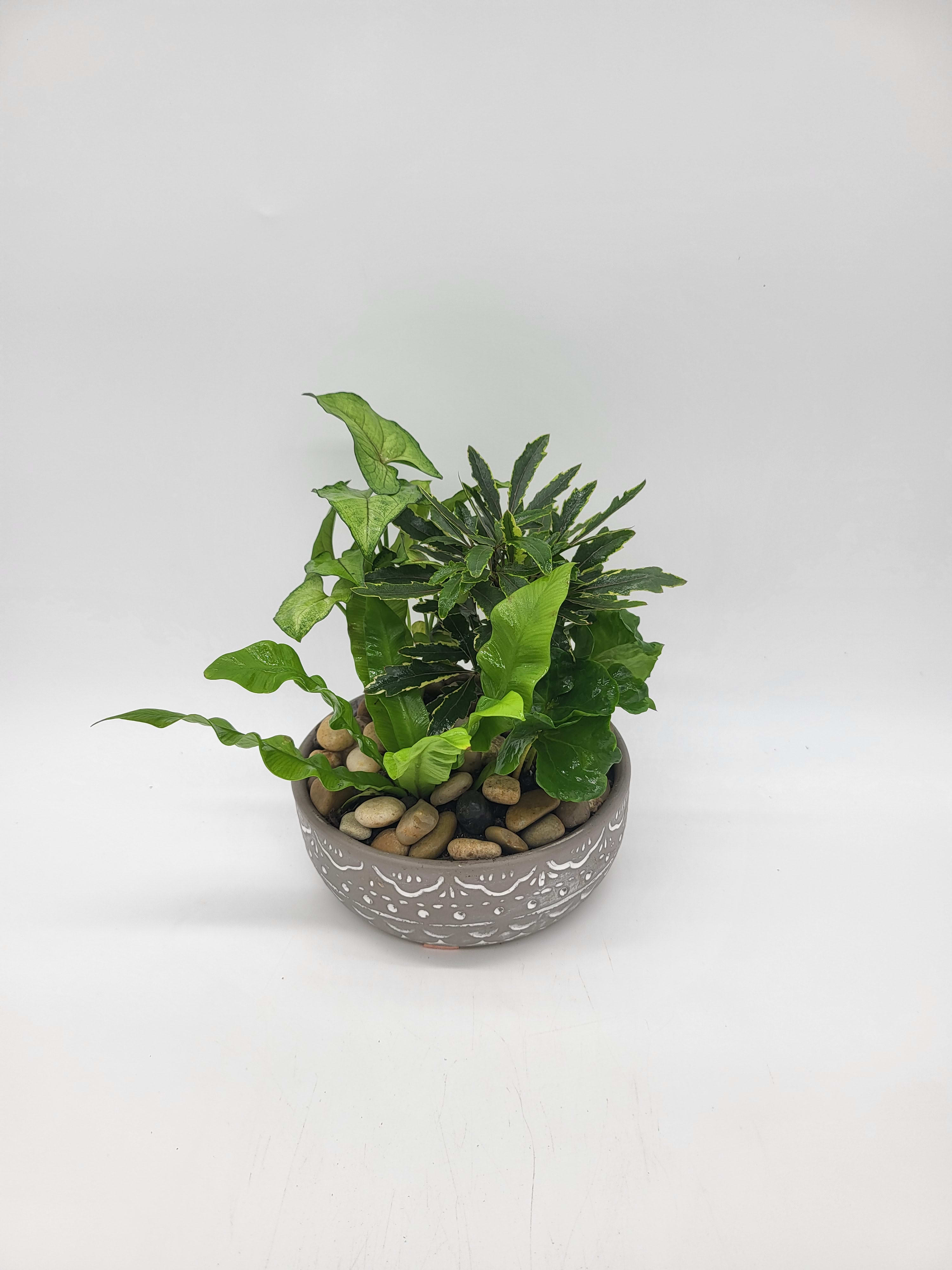 Mini Dish Garden - A small dish garden in a ceramic container! Enjoyable with any occasion.