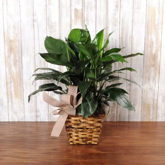 Peace Lily Plant - This spath &quot;peace lily&quot; plant comes decorated in a basket. Perfect for a kitchen island or center of table size.