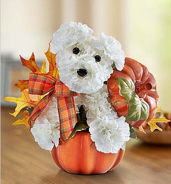 Autumn Puppy - Everyone is sure to fall for our customer favorite a-DOG-able® arrangement, all decked out for a season full of fun! Hand-designed from white carnations, our playful pooch arrives inside a keepsake, food-safe pumpkin spice container that later makes a great cookie jar or candy dish. Whether there’s a dog lover in your life—or you know someone in need of a smile—this truly original gift is sure to make the difference in their day! Details: a-DOG-able® arrangement of white carnations, variegated pittosporum and dried oak leaves