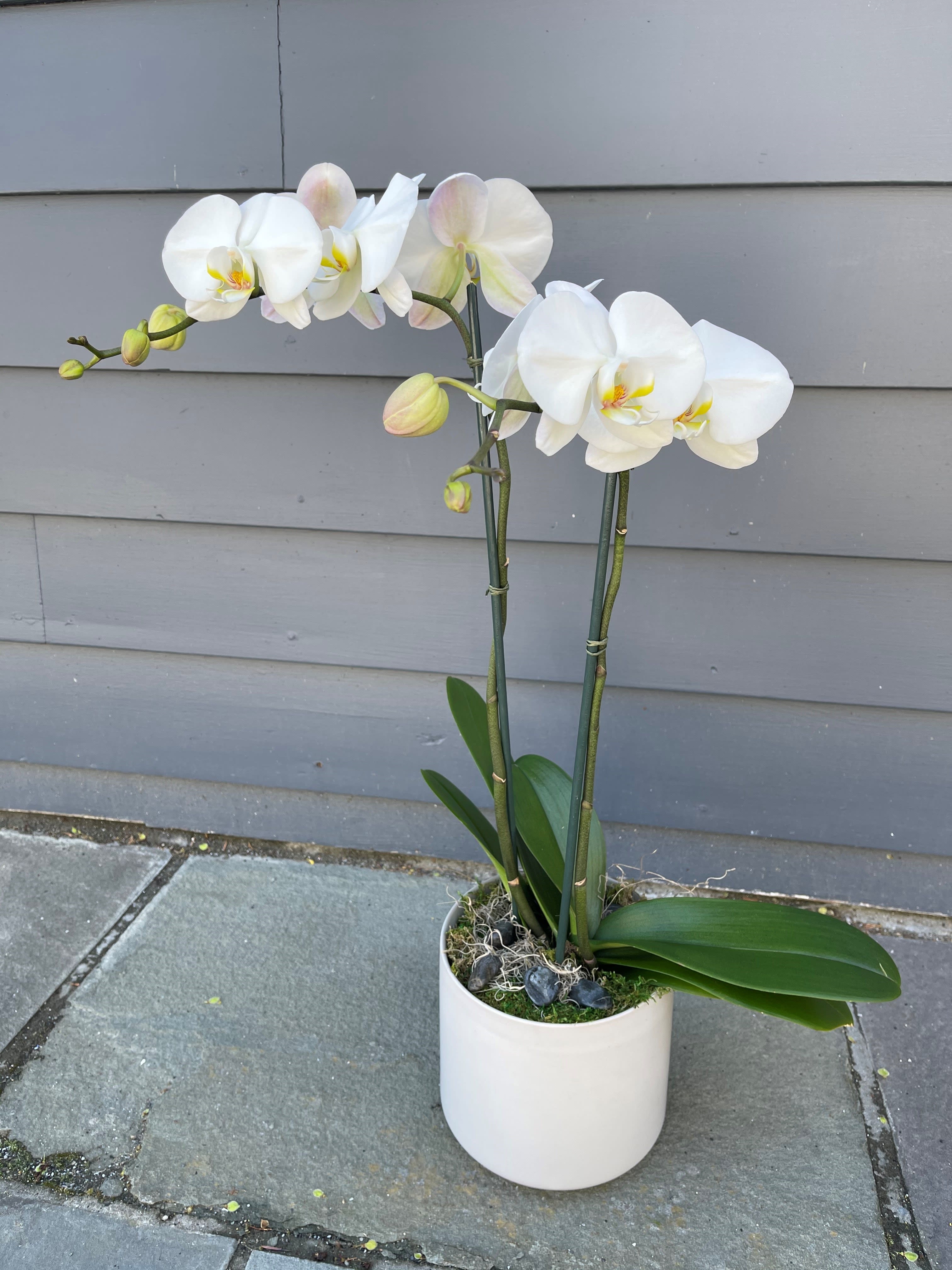 Premium White Orchids - White Orchid Planter is an elegant, long-lasting gift. A snow-white double stalk Phalaenopsis Orchid Plant displays its exotic character while seated in a designer container to create a symbol of true grace.  **Decorative pot will vary.  ***Orchid flower and bud stage will vary depending on inventory. 
