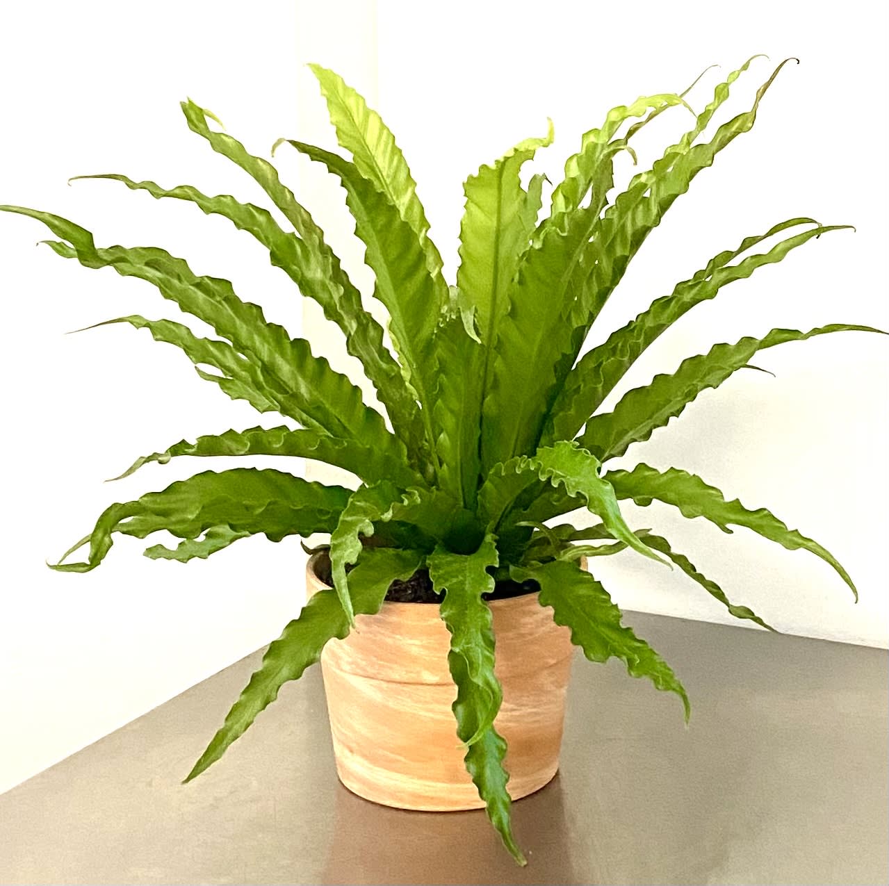 Bird Nest Fern in terracotta planter by Shoots and Blooms of D.C.