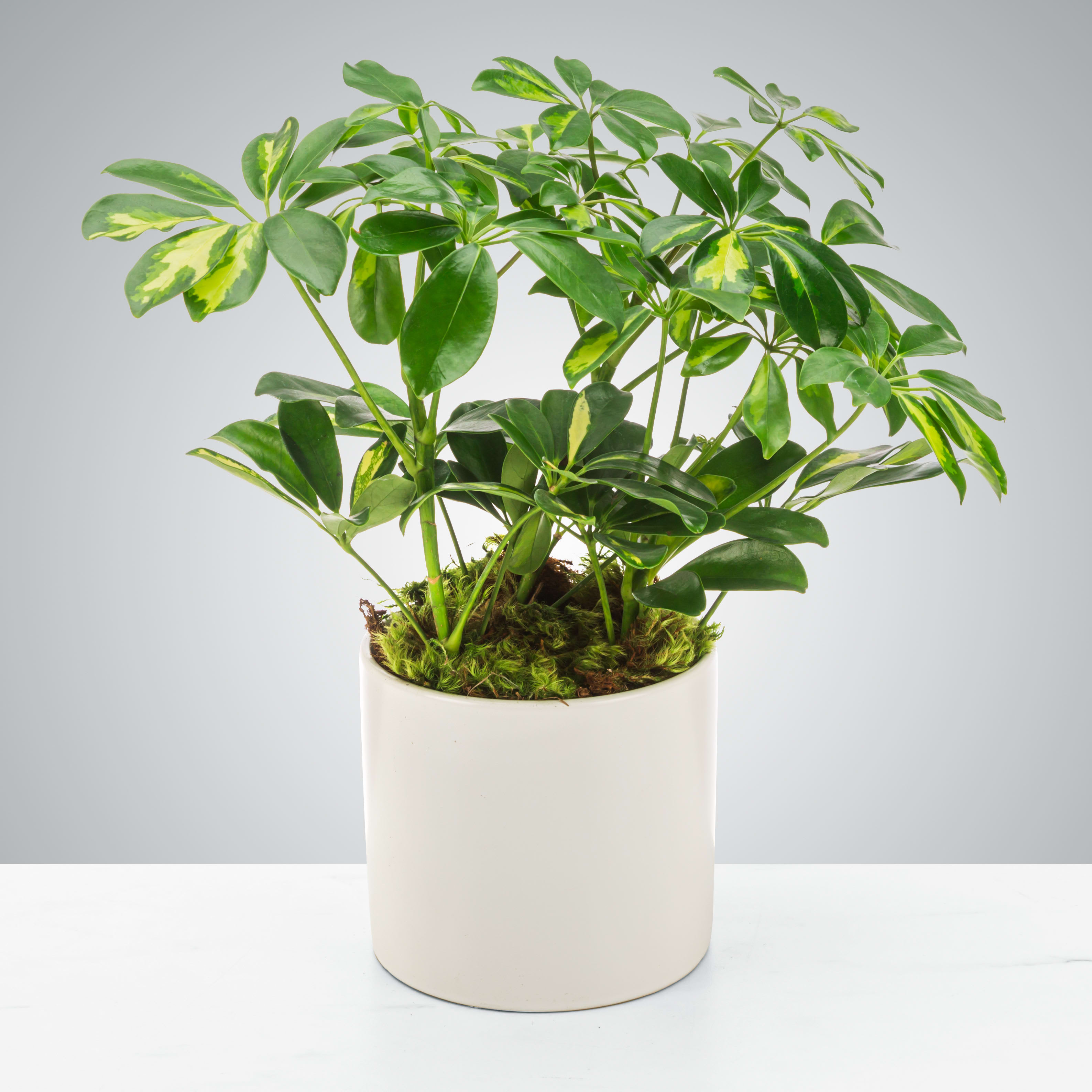 Umbrella Plant by BloomNation™ - Also known as dwarf schefflera, umbrella plants like bright, indirect light. Their cute shape and easy care make them a good choice for houseplants. Consider this little guy for your plant-loving friend or family member as a birthday or congratulations gift!