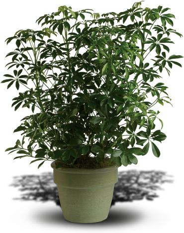 Amazing Arboricola - The schefflera arboricola plant is known by many names, but none do justice to its delicate leaves and lush growth. A popular potted houseplant in homes and offices, the beautiful bush fights indoor air pollution and can last for years when cared for properly. Talk about a gift that keeps on giving!  A schefflera arboricola plant is presented in a neutral gray planter. 