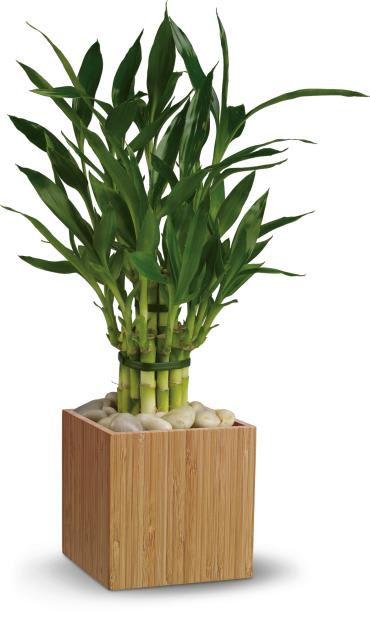 Good Luck Bamboo -  Considered lucky because of its peaceful vitality and strong growth, bamboo is an easy-care hydroponic plant that brings peace to any environment. Presented in a Zen natural bamboo cube with white river rocks to keep the canes upright, this lucky bamboo plant is a unique gift for any occasion.  Stalks of long-lasting bamboo are tied together in a natural bamboo cube and surrounded by river rocks. 