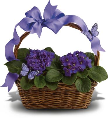 Violets And Butterflies - On the wings of love. Send your best wishes with a living gift basket of eye-catching African violets. Two of the popular houseplants are presented in a natural handled basket that's decorated with two playful butterflies and wired satin ribbon.  Two decorative butterflies and pretty purple ribbon swirl around a gift basket bearing two blue flowering African violet plants. 