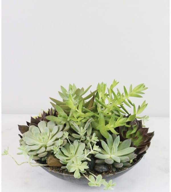 Succulent Garden - This assortment of green succulent plants is perfect for anyone with a green thumb.