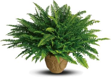 Heartwarming Thoughts Boston Fern - The graceful Boston fern with its lacy, long green fronds is one of the most popular of all plants, perfect for any occasion.  The lush Boston fern plant will be delivered in a classic Gardens of Grace container. 