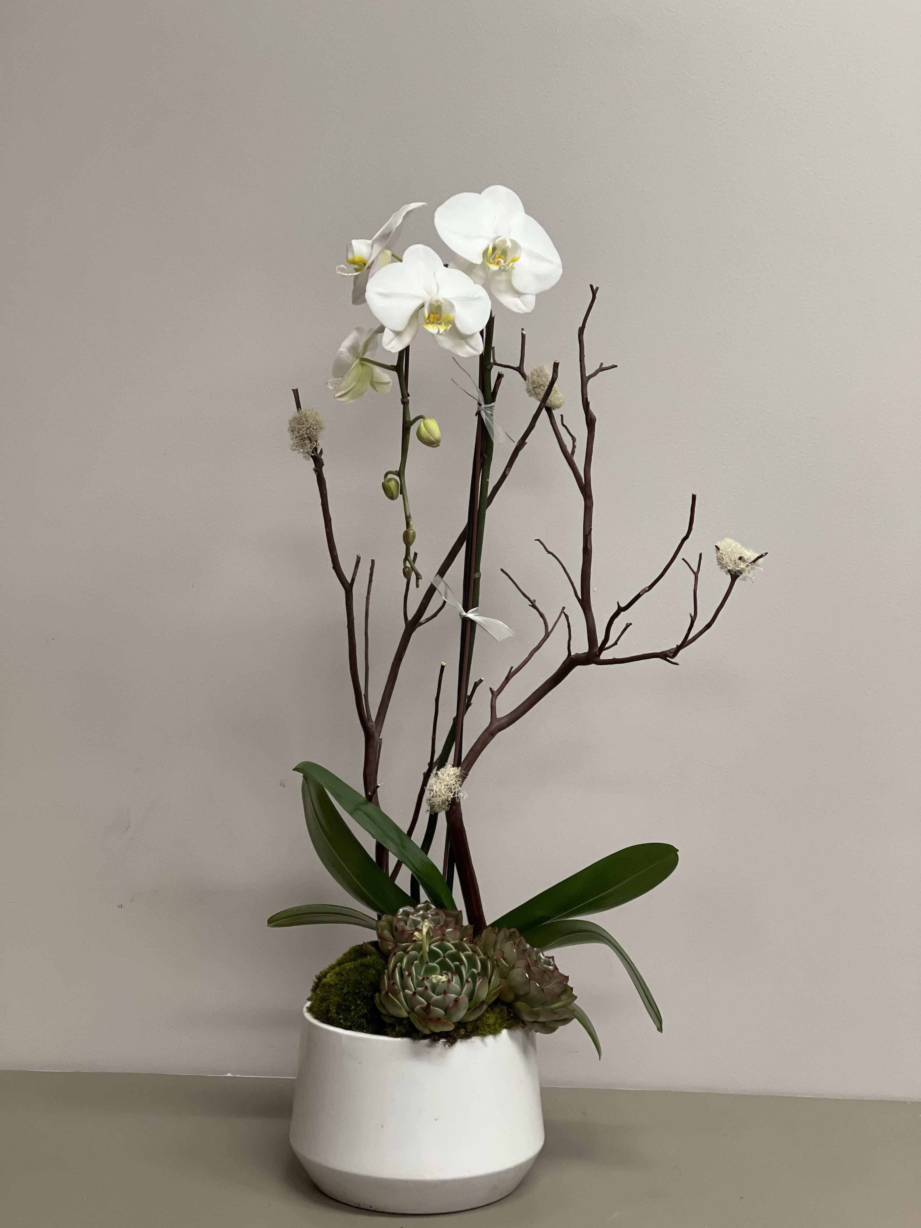 White Artificial Orchid Flower Arrangement, succulent , Moss, Xmas, Home,  Gift