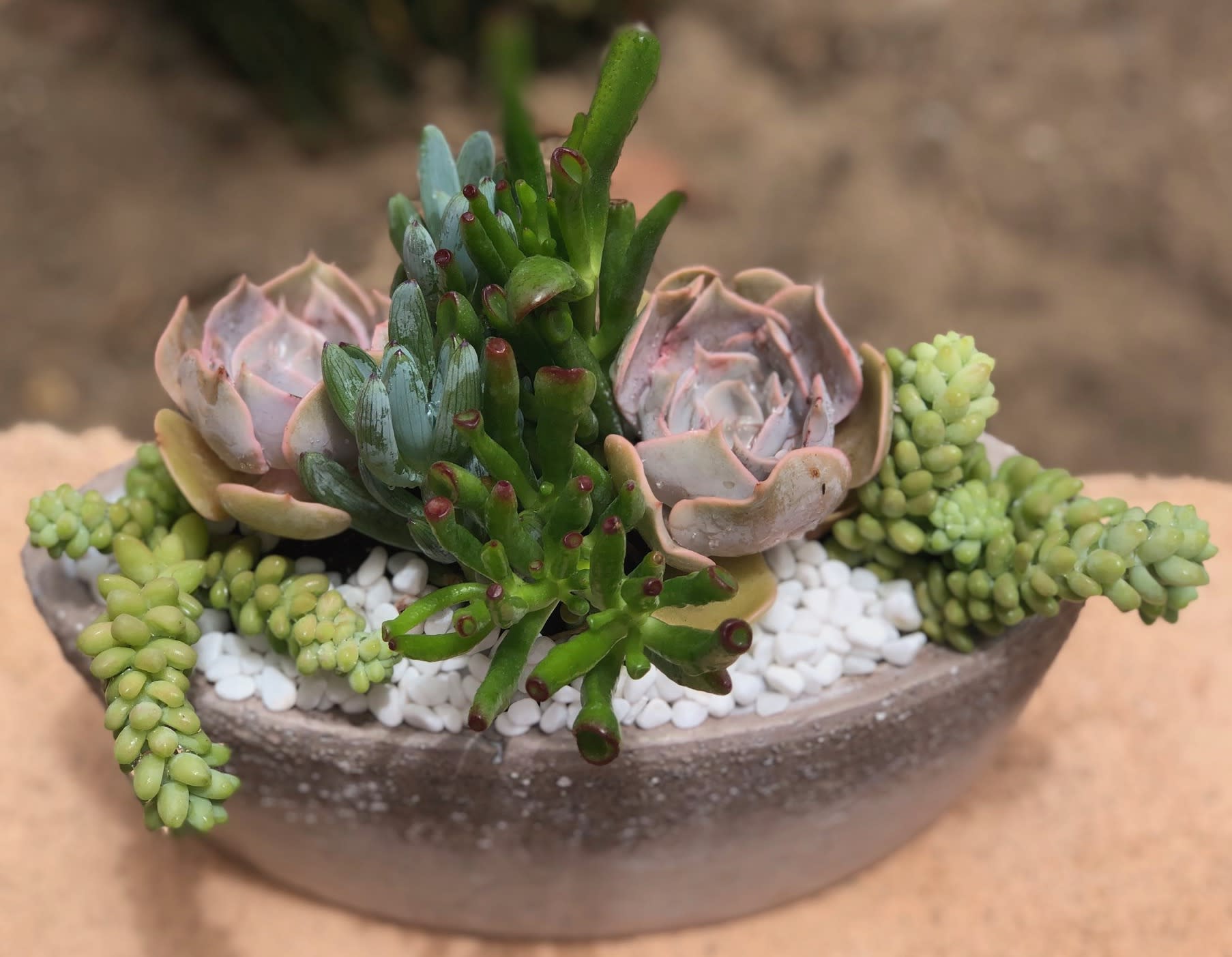 Succulents in Concrete Boat - A colorful assortment of succulents of varying shapes and sizes. Presented in a concrete boat container. Finished off with either white or black pebbles to showcase the beauty of the plants.