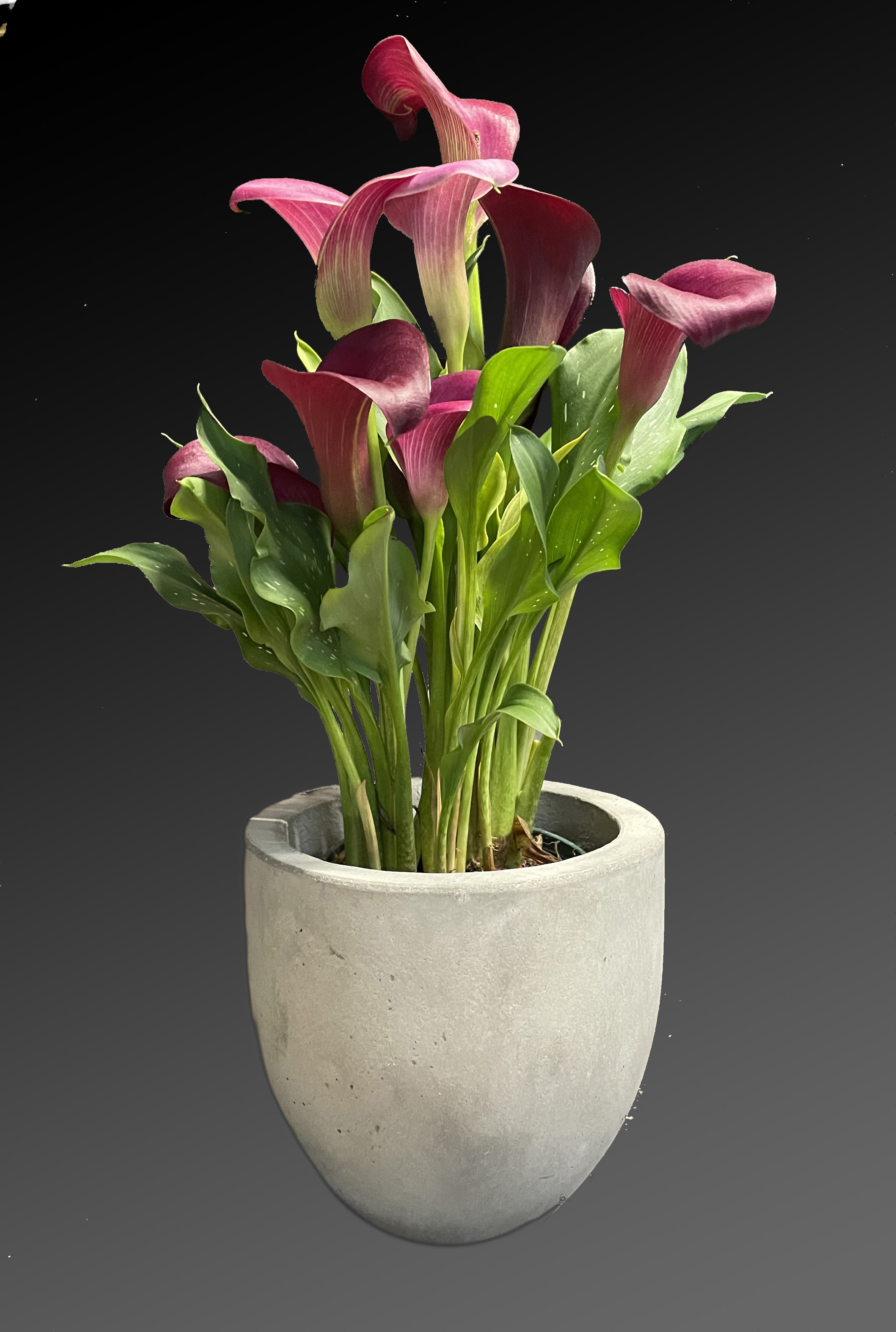 Spring Calla Lily Plant - Presented in a hand-glazed, hand-speckled, downright ceramic pot, this elegant pink calla lily plant is a springtime gift that lasts! This graceful pink calla lily plant is delivered in fancy ceramic Pot. Orientation: All-Around