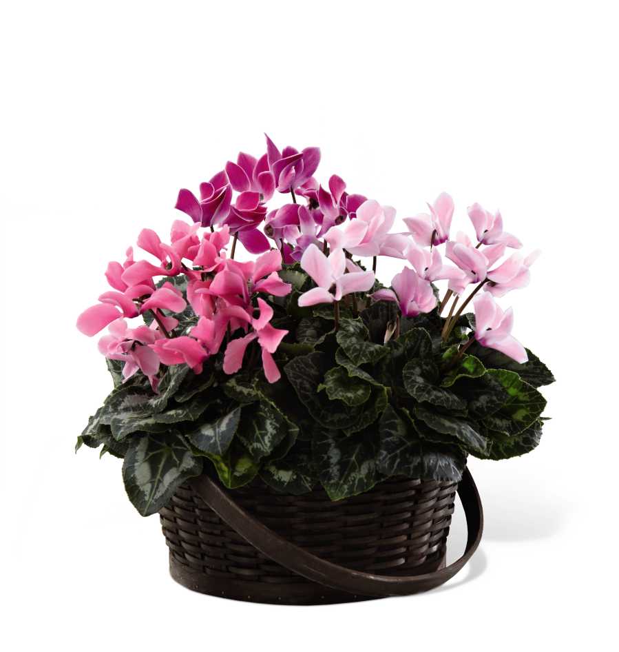 The FTD Mixed Cyclamen Planter The FTD Mixed Cyclamen Planter - The FTD Mixed Cyclamen Planter is a beautiful presentation of blushing delight! Three cyclamen plants blooming in varied colors of pink are perfectly situated in a dark round woodchip handled basket to create a beautiful display of grace and affection for your special recipient. Approx. 14âH x 14âW.