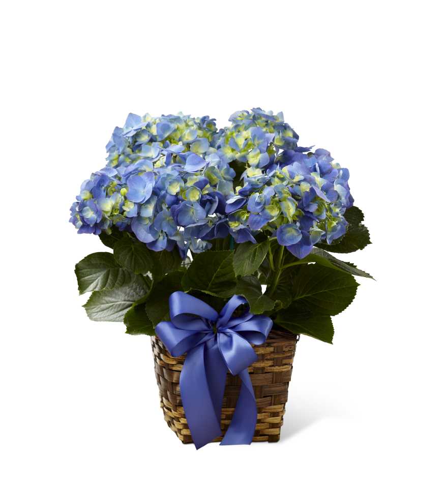 The FTD Blue Hydrangea Planter - The FTD Blue Hydrangea Planter is a lovely way to lighten and brighten their day! Flowering with brilliant blue blooms against dark green foliage, this stunning hydrangea plant arrives presented in a square natural woven container accented with a violet satin ribbon to create a wonderful way to shower them with congratulations, say happy birthday, or extend your gratitude. 6â plant.