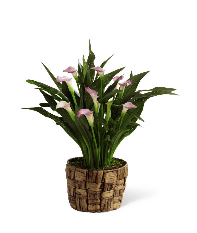 The FTD Calla Lily Planter - The FTD Calla Lily Planter is a ray of light through this trying time of grief and loss. A lush and vibrant calla lily plant presents its pale pink blooms seated in a natural banana leaf basket to create the perfect way to convey your deepest sympathies.