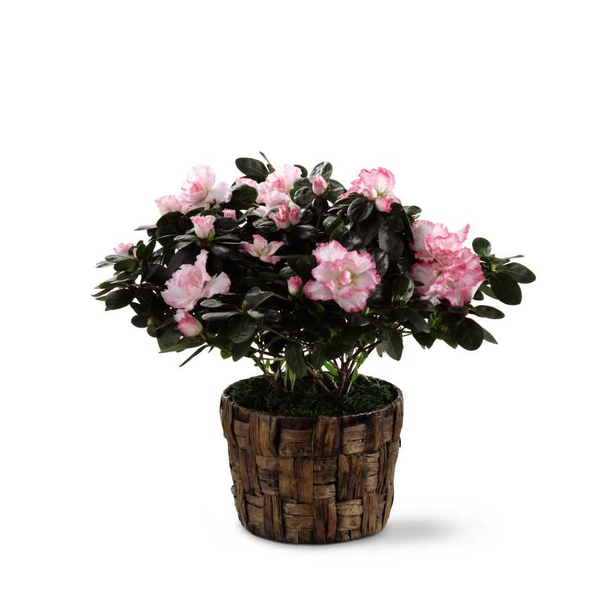 The FTD Pink Azalea - The FTD Pink Azalea showers your recipient with beautiful blushing blooms to create a fantastic gift set to celebrate any occasion. A stunning azalea plant displays soft pink flowers from its branches presented in a woven banana leaf potcover to create a sensational way to send your sweetest sentiments. 6â plant.