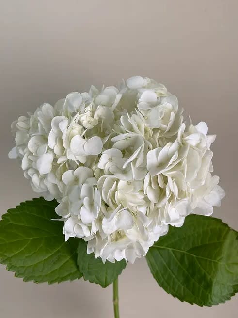 White Hydrandrea Bunch - 5 stems of white hydrandrea  Fresh cut imported from Ecuador. Don't see what you are looking for? Call our shop we can custom order anything