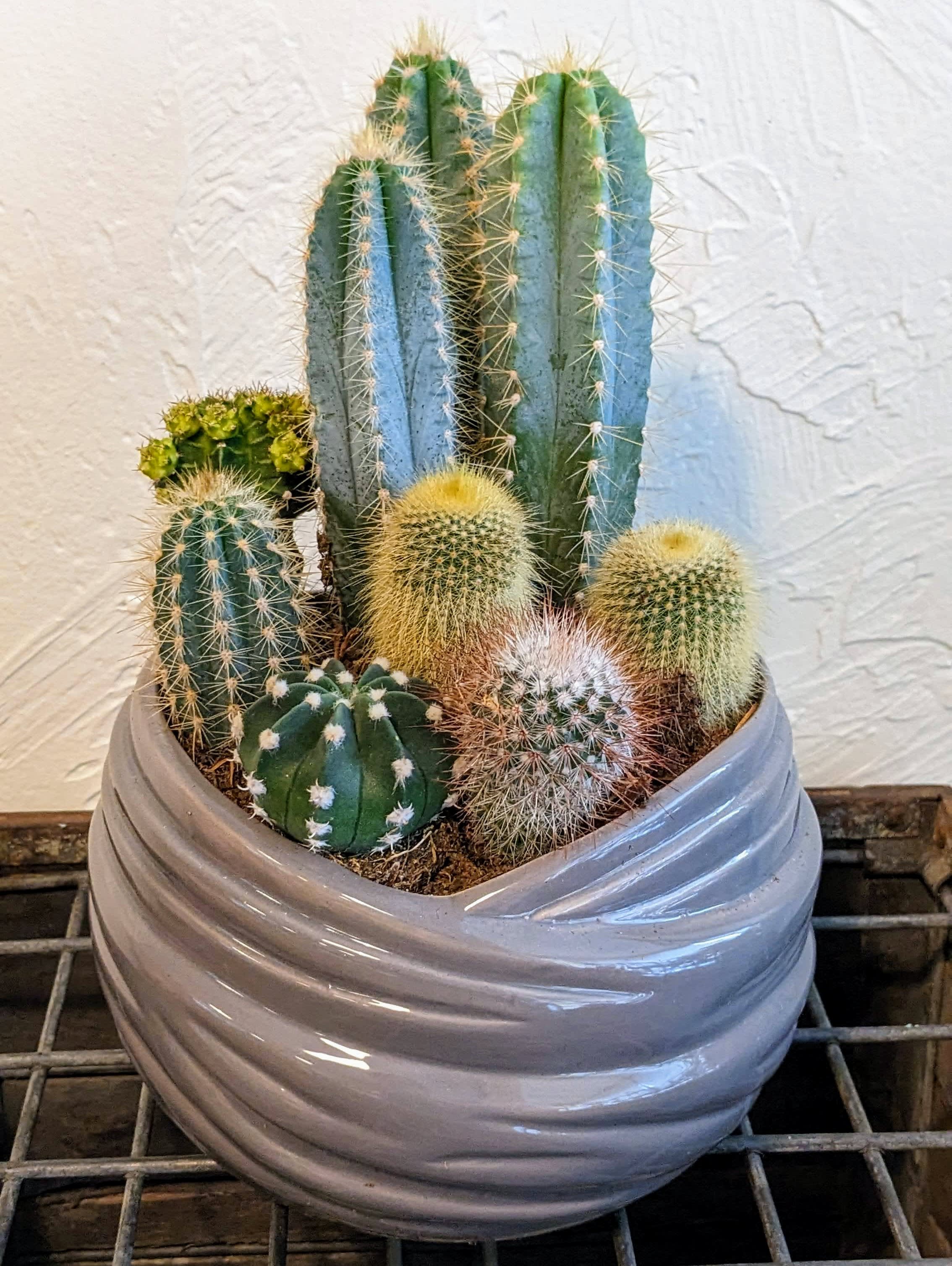 Ceramic Cactus Planter. in Belmont, MA