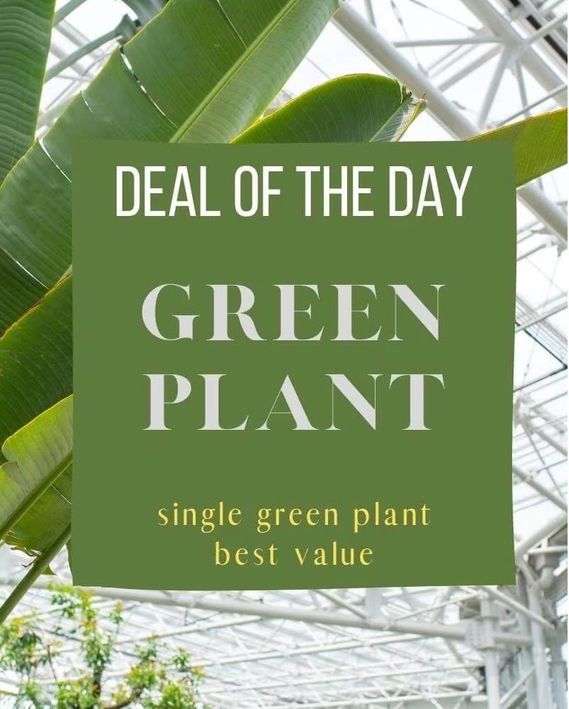 Green Plant Deal of the Day - Let our Designers pick the perfect, in season, green plant for your special occasion.