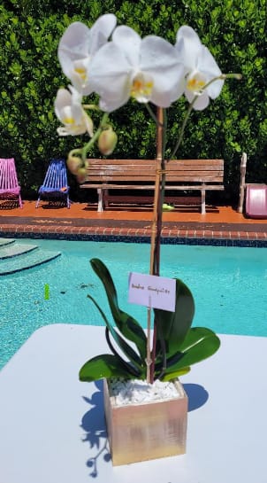 SINGLE ORCHID - Beautiful orchid in the color you prefer, ideal to surprise your loved one. The base varies depending on the occasion and also the color of the orchid.