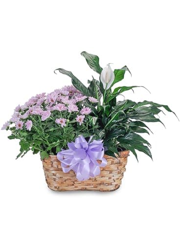 Blooming Peacefully - This peaceful combination of the blooming chrysanthemum and shiny green leaves of the spathiphyllum will make a lasting impression to anyone who receives this gift. Easy-to-care for green peace lily plant with a colorful chrysanthemum nestled together in a rattan basket.