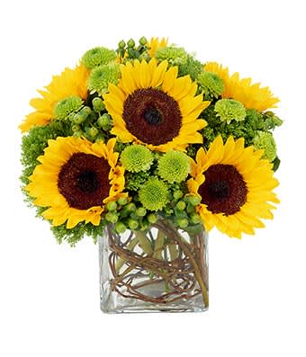 Sunflower Surprise - Six enthralling sunflowers are the stars of this floral masterpiece. Also featured is a burst of green poms, green hypericum and green trachelium in a clear cube container accented by curly willow. Measures 11&quot;H by 10&quot;L.
