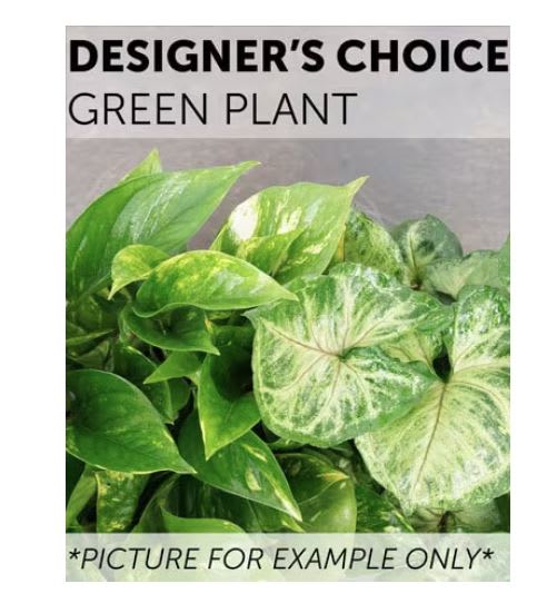 Green Plant - A fresh plant is a perfect way to lift the spirits in any home. Let our florists choose a stunning Designer's Choice Plant today to bring the calming essence of nature indoors.