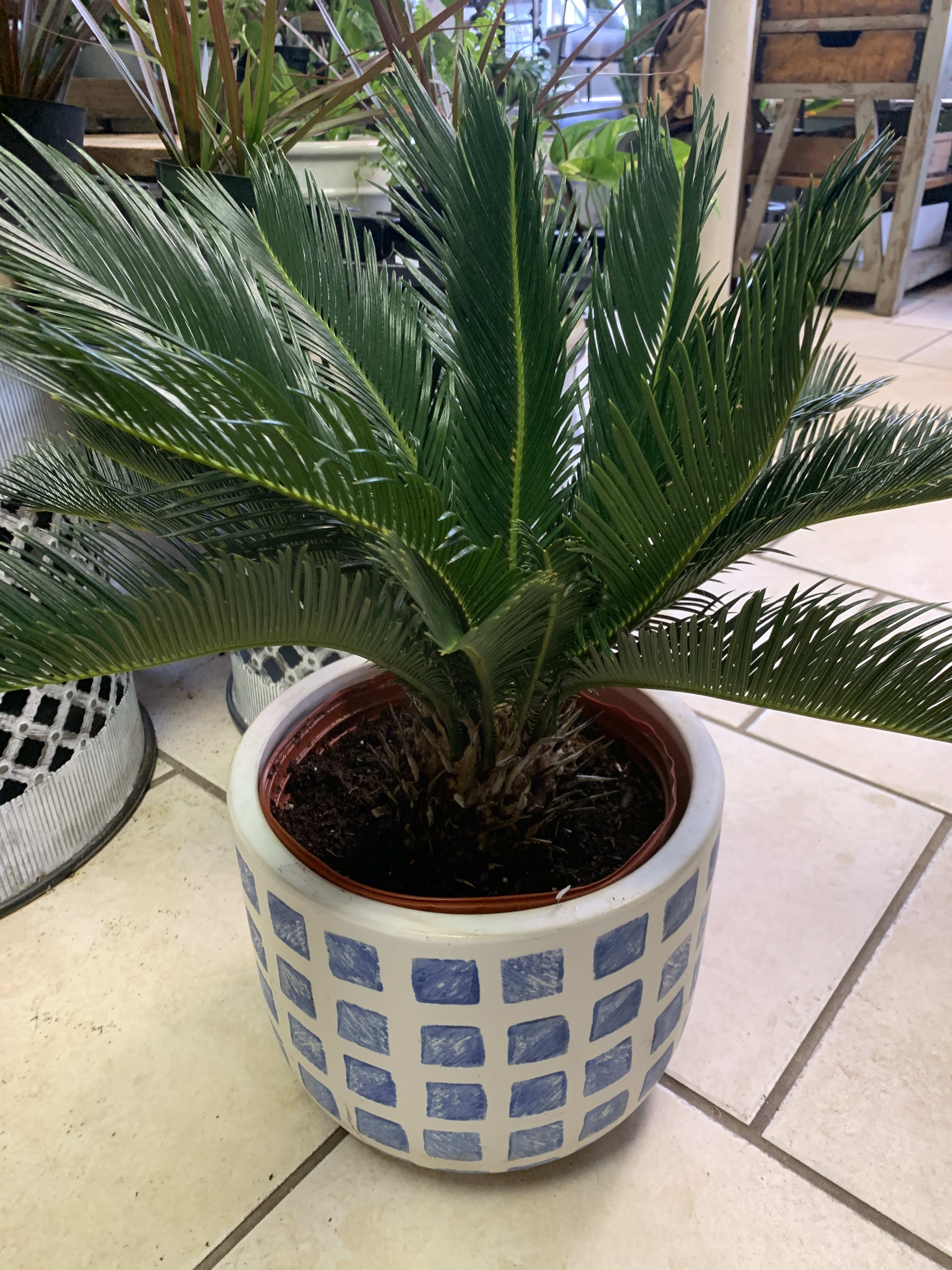 Sago Palm Houseplant - This trendy house plant is sure to please. Easy to take care of in a medium to brighter light location. Size 9” plastic container. (Decorative planter not included*)