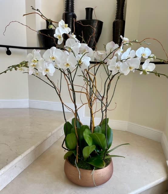 7 Large Orchid Plants (Select) arranged in a ceramic container decorated nicely.. - 7 Large Orchid Plants (Select) arranged in a large ceramic container decorated nicely. 