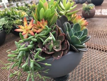 10inch Mojave Sonora Sunser w/ Succulents - 10 inch diameter container with assorted succulents