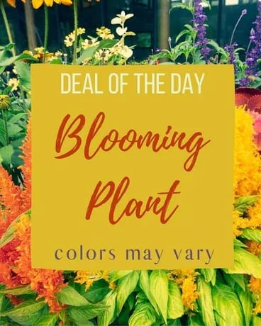 Blooming Plant Deal of the Day in Saint Paul, MN