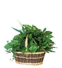 TF 192-1 Extra Large Dish Garden - Variety of green plants in basket