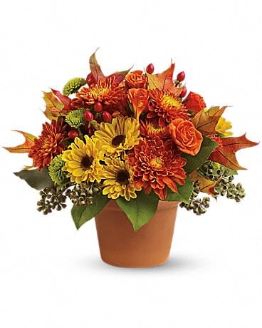 Sugar Maples - Chrysanthemums in autumnal colors of yellow, bronze and green - set off by fiery orange roses, seeded eucalyptus and hypericum - nestle together with brilliant fall leaves to create a bright floral arrangement that's reminiscent of a walk in the woods at sugar maple time. A terra-cotta pot adds a rustic touch. Orange spray roses, yellow viking spray chrysanthemums, bronze cushion spray chrysanthemums, green button spray chrysanthemums, red hypericum, seeded eucalyptus, fall leaves and salal are arranged in a terra-cotta pot.
