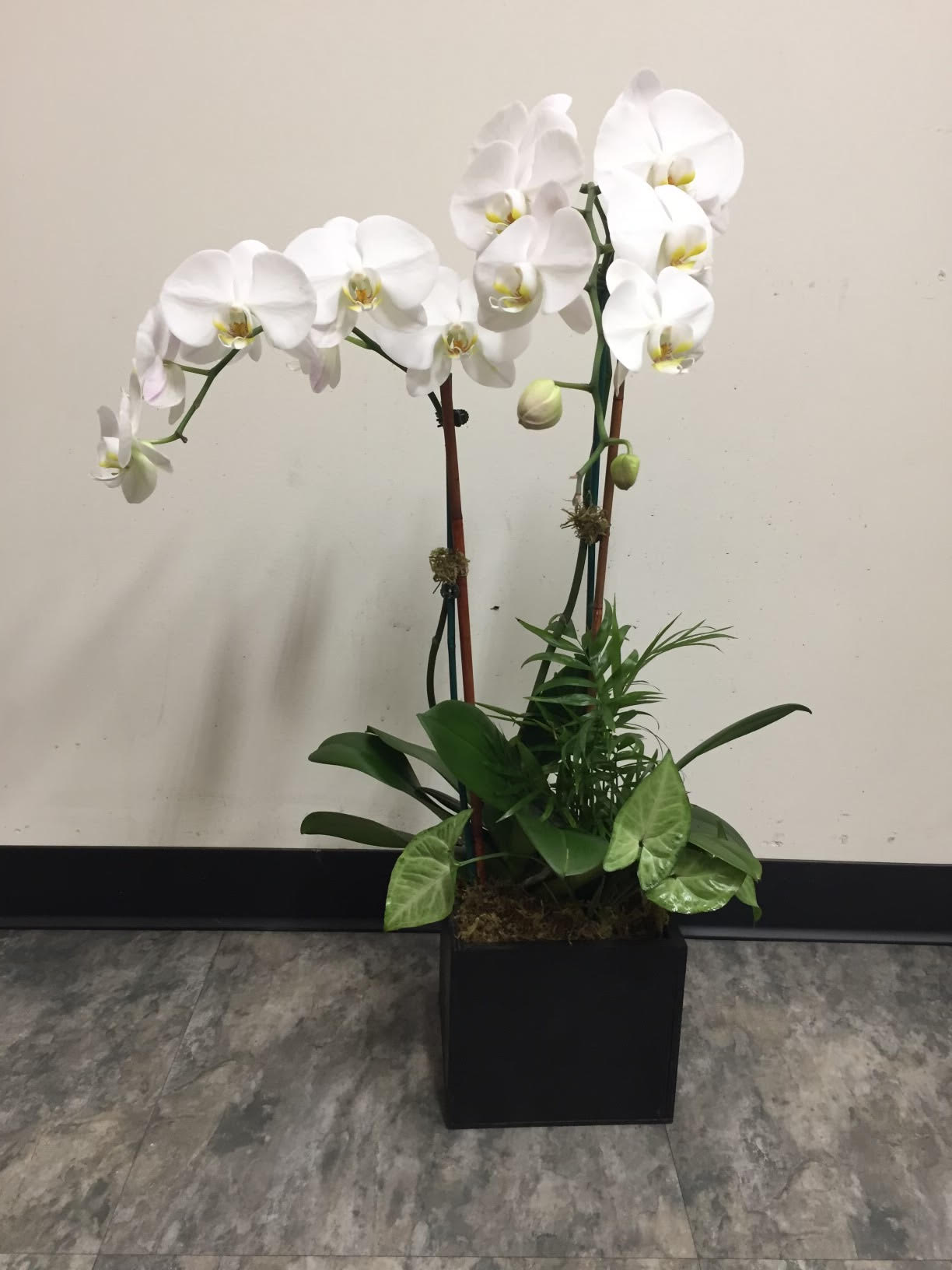 Mother's Day Orchids in a Box - Orchids in a box shaped vase. From $95.