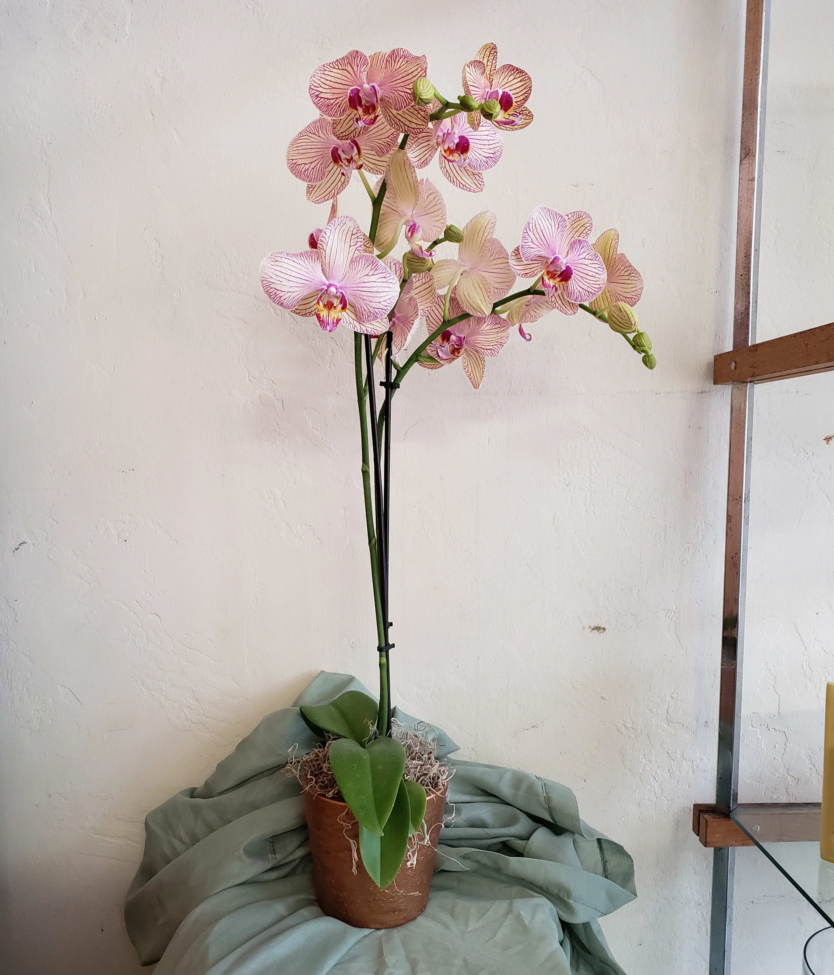 Double Stem Blooming Orchid - We carry a variety of blooming phaleonopsis orchids, in colors ranging from the traditional white and lavender, to the exotic Taiwan gold and orange varieties.  Our orchids come in an array of decorative containers and accented with Spanish moss.  If you're looking for a specific color, please give us a call or leave us a note during checkout. These plants will have a minimum pot diameter of 4&quot; and an approximate height of 22&quot;-24&quot;