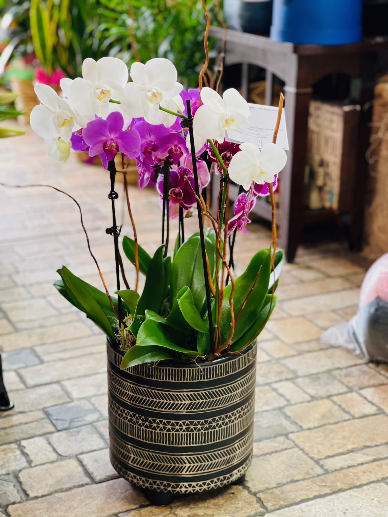 Alluring Orchids Alluring Orchids - Assorted orchid plants arranged in a modern pot. Orchids are exotic in appearance and have a long history of being associated with love. Pot style and design may vary.