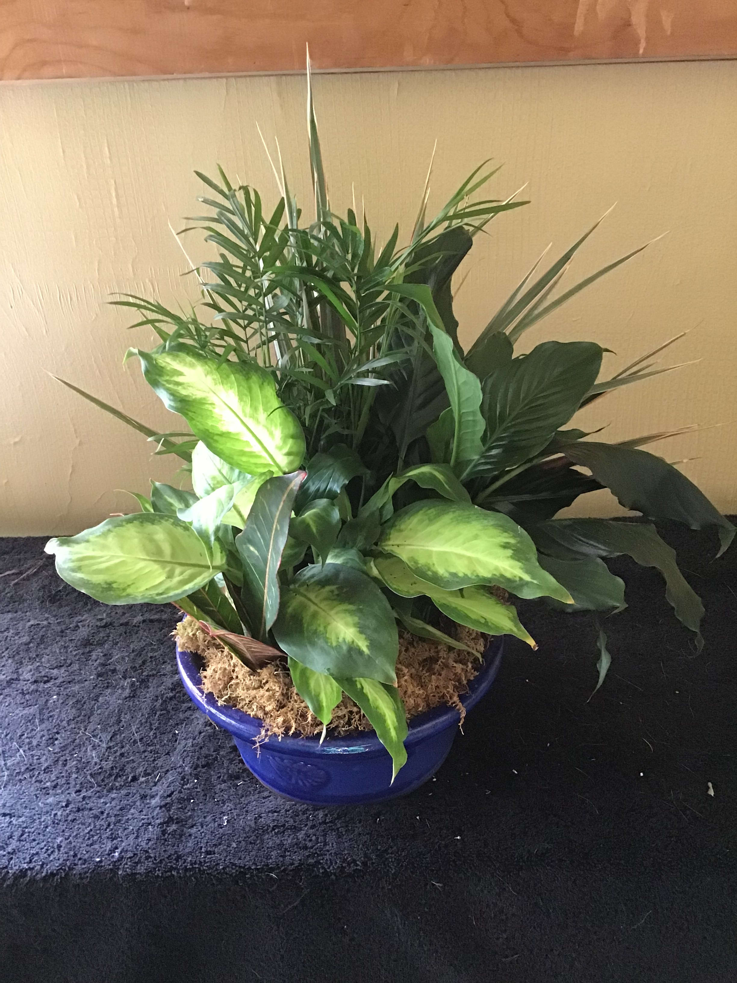 Dish Garden in Charleston, SC The Greenery Florist