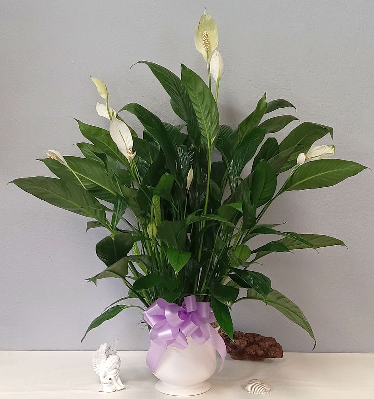 Comfort Planter - A ceramic pot with a 6&quot; peace Lily usually in Bloom or budded ready to flower.