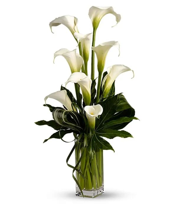 Callas - an artistic arrangement of calla lilies