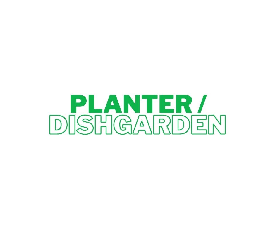Designer's Choice Planter / Dishgarden - Variety of house plants designed in a container or basket.