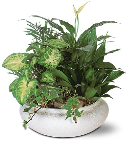 Green Garden Bowl - This low bowl filled with living plants will also carry comfort and compassion for many months to come.  One planter arrives filled with dracaena, ivy, palm and syngonium plants. Approximately 14&quot; W x 13&quot; H 