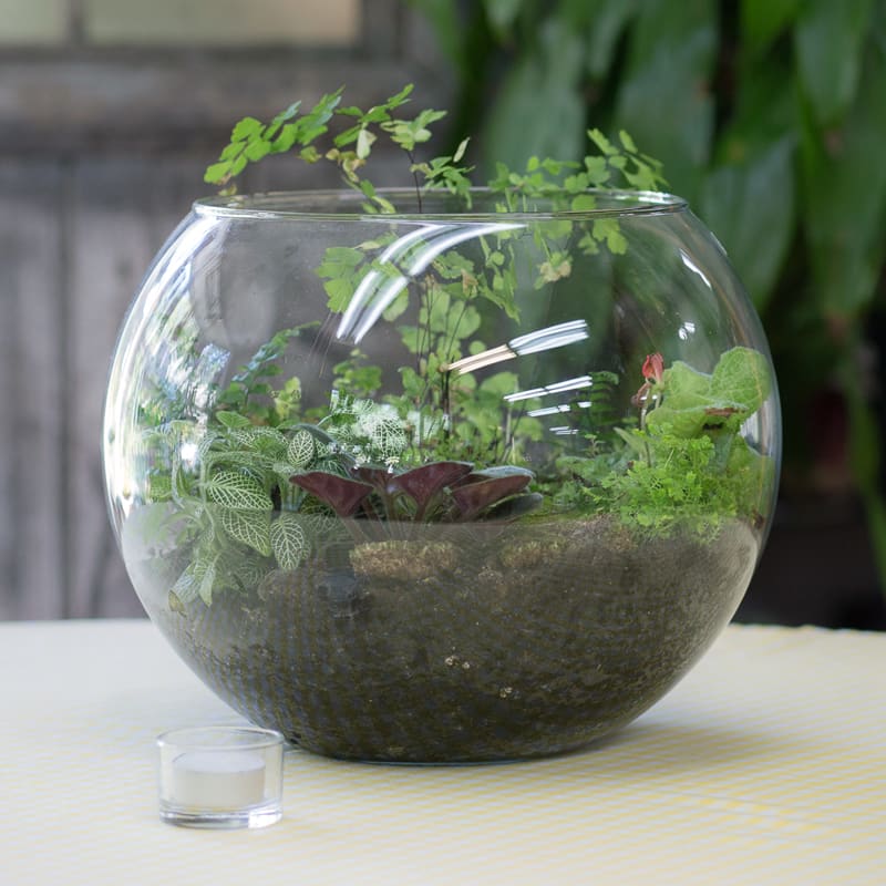 Live Moss Terrarium Glass Bowl 