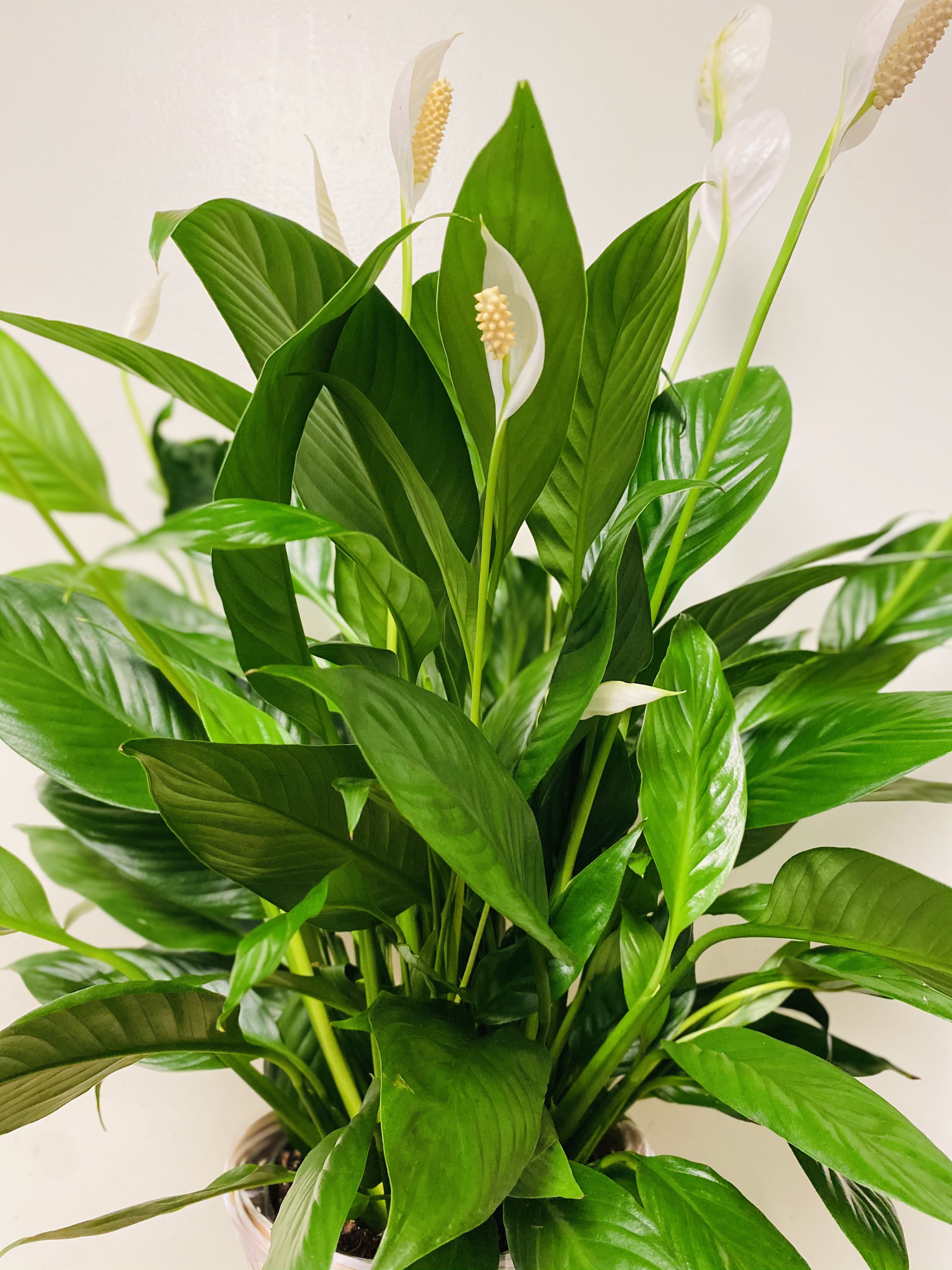 The FTD Spathiphyllum - The FTD Spathiphyllum - delivered in a natural wicker basket.  Commonly known as a Peace Lily and with lush dark green leaves, this plant periodically puts up white flag-like flowers.   Standard: 6 inch pot. Deluxe: 8 inch pot, Premium: 10 inch pot.