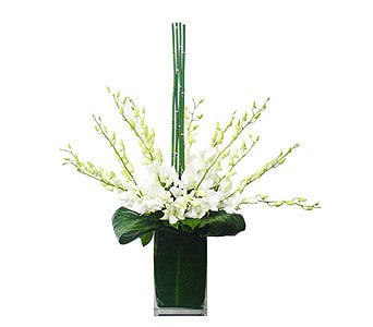 Exquisite Drip of Orchids by Newport Florist - NF164 - Send this exquisite arrangement to your love one and put on a big smile outâ¦.. delivered in a square glass vase with t-lif inside and white orchids with horse tail in the center .      As Shown : NF164  